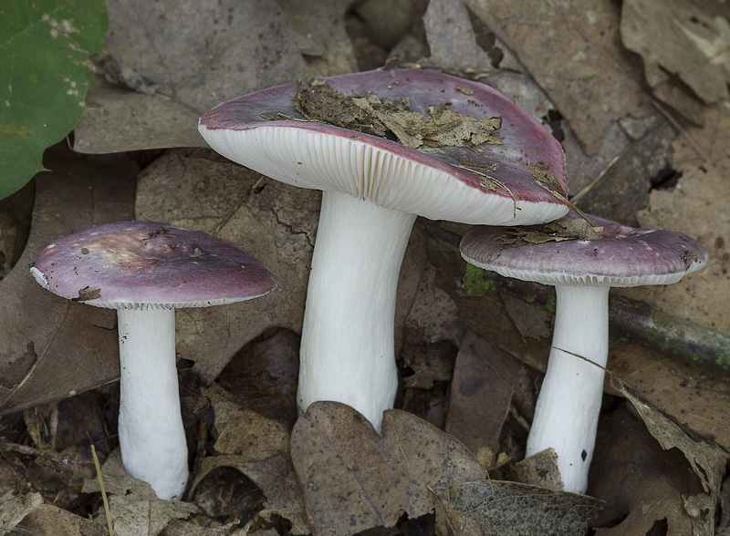 Russula fragilis